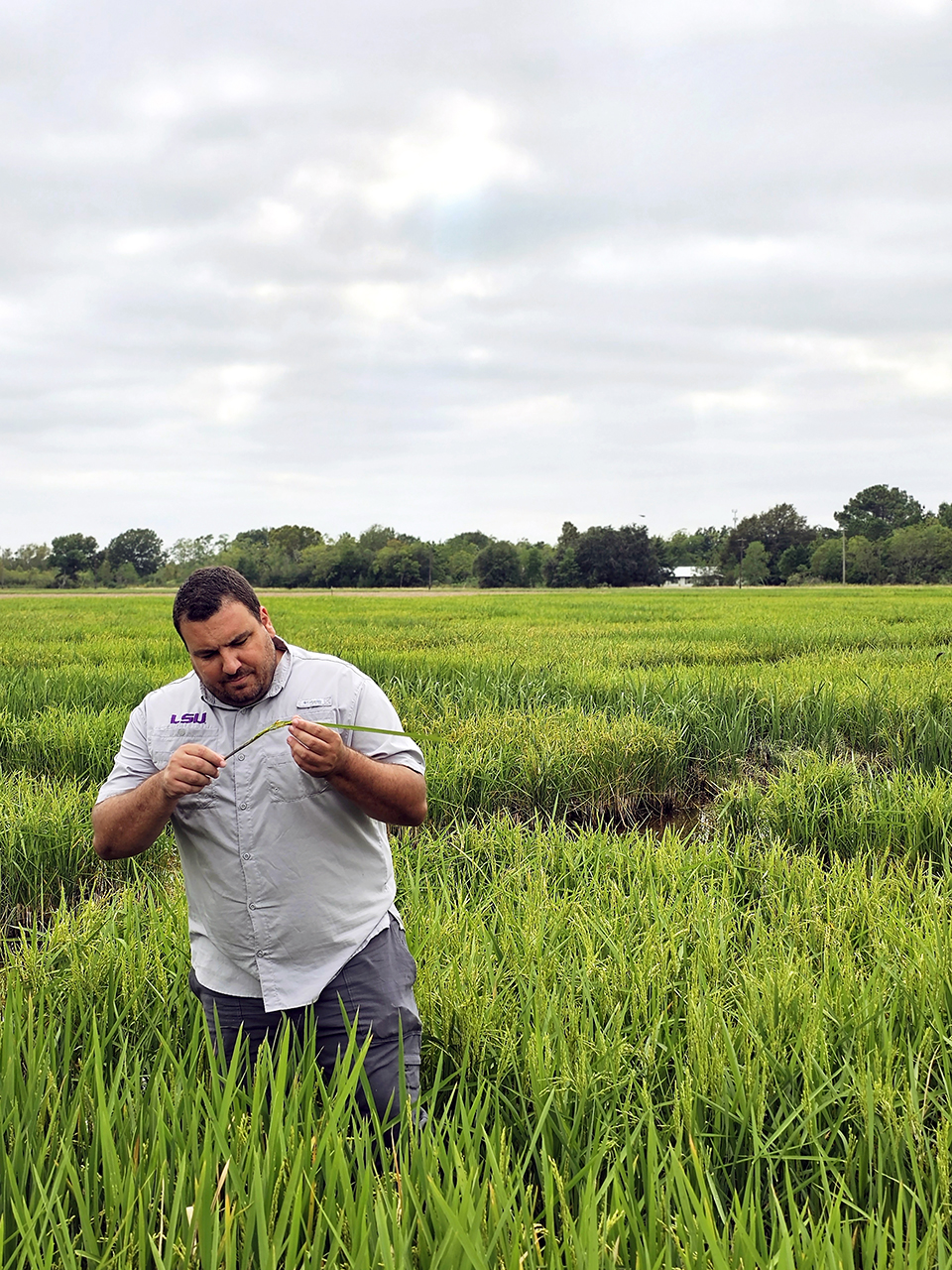 Rice pathologist works on several fronts to control ‘disease triangle’